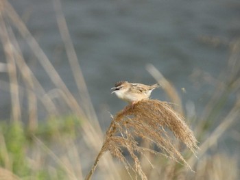 Zitting Cisticola 多摩川二ヶ領上河原堰 Thu, 3/30/2023