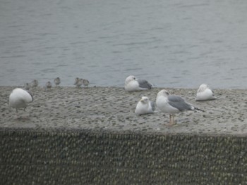 Vega Gull 能古島 Tue, 3/21/2023