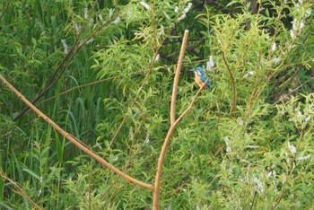 カワセミ 茨戸川緑地 2023年5月28日(日)