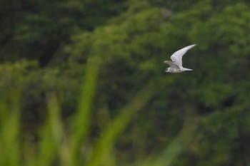 クロハラアジサシ 伊佐沼 2023年6月26日(月)