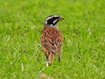 Meadow Bunting 各務野自然遺産の森 Mon, 7/3/2023