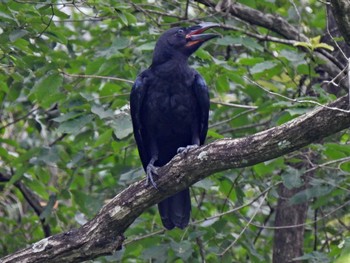 Carrion Crow 各務野自然遺産の森 Mon, 7/3/2023