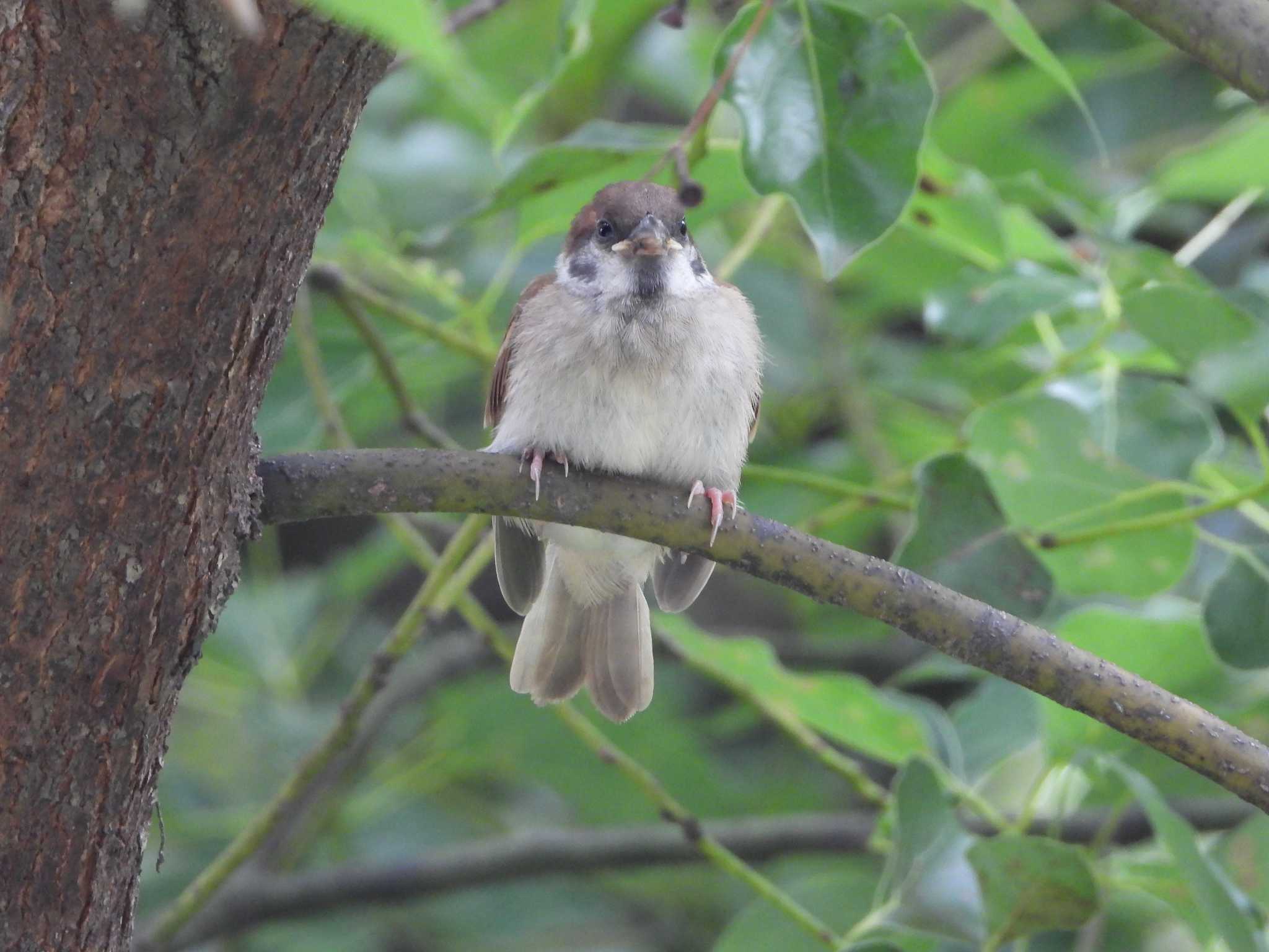 Eurasian Tree Sparrow