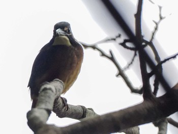 2023年7月2日(日) 西岡公園(西岡水源地)の野鳥観察記録