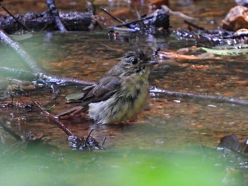 Narcissus Flycatcher 各務野自然遺産の森 Mon, 7/3/2023