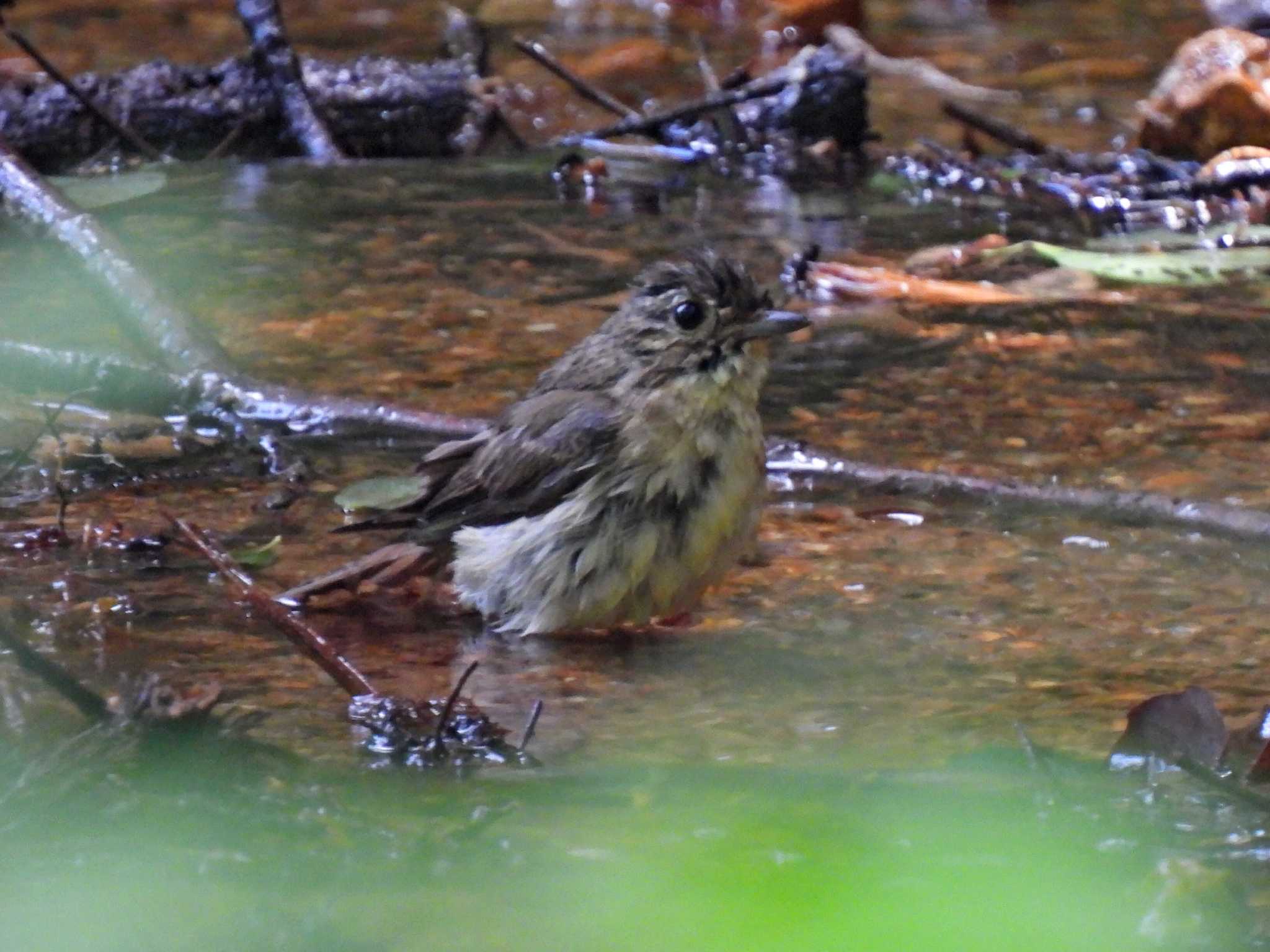 Photo of Narcissus Flycatcher at 各務野自然遺産の森 by 寅次郎