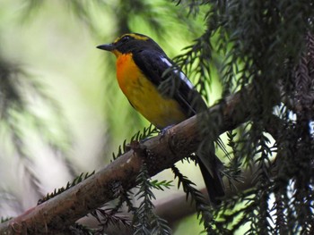 Narcissus Flycatcher 各務野自然遺産の森 Mon, 7/3/2023