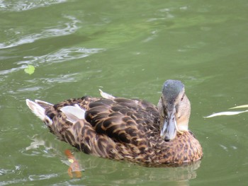 Mallard Unknown Spots Wed, 8/8/2018