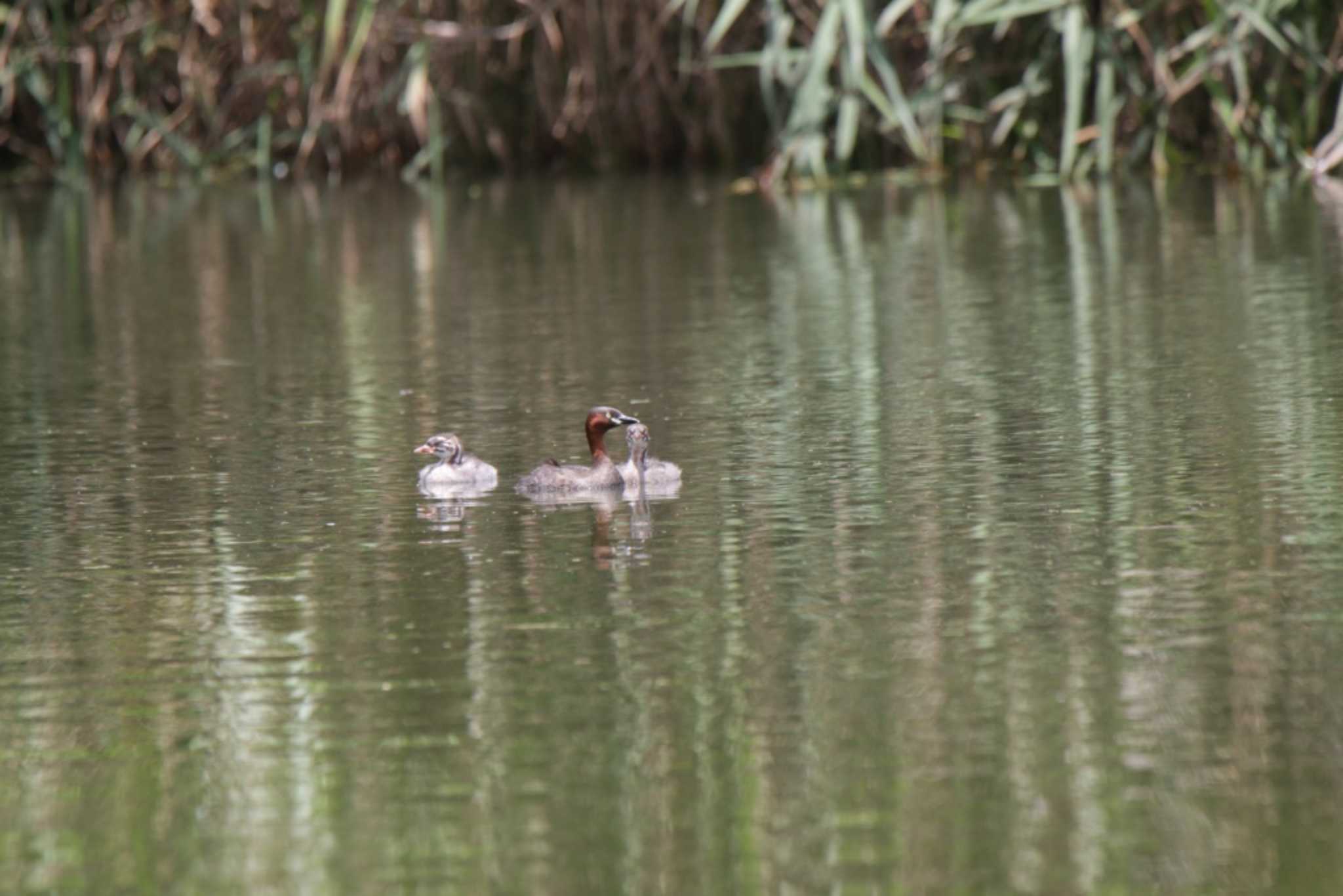 Little Grebe