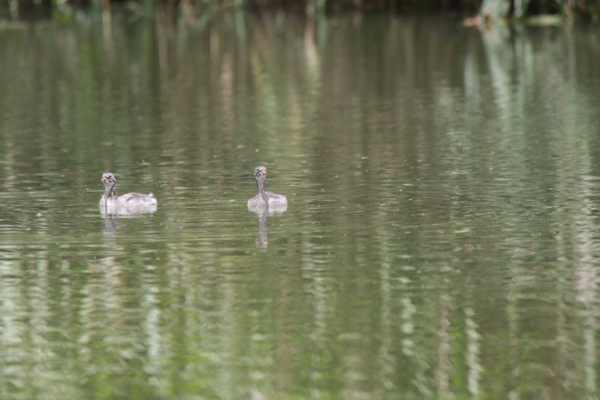 Little Grebe