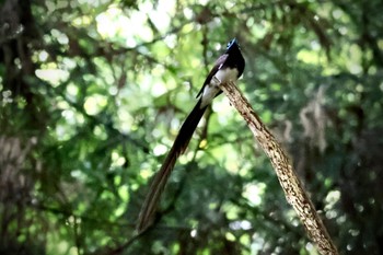 サンコウチョウ 八王子城跡 2023年7月2日(日)