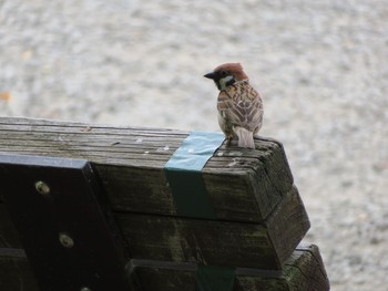 Eurasian Tree Sparrow Unknown Spots Wed, 8/8/2018