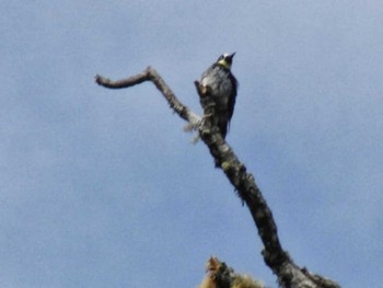 Acorn Woodpecker コスタリカ Unknown Date