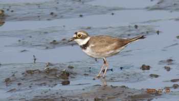 コチドリ 葛西臨海公園 2023年7月2日(日)