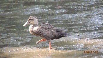 カルガモ 葛西臨海公園 2023年7月2日(日)