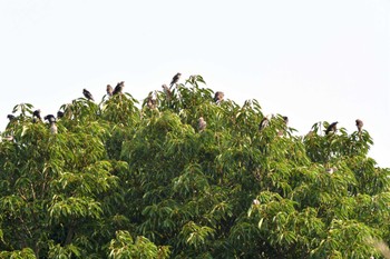 2023年7月4日(火) 長浜公園の野鳥観察記録