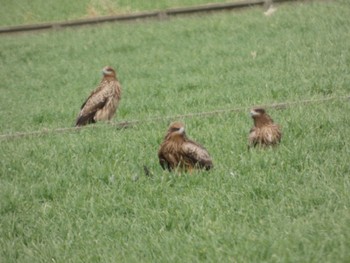 Black Kite 佐賀県白石町の干拓地 Sat, 2/11/2023