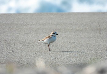 Kentish Plover 蒲生干潟(仙台市) Tue, 7/4/2023