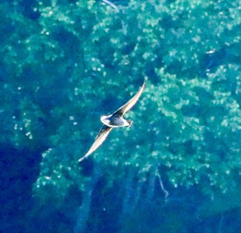 White-throated Needletail Nishioka Park Tue, 7/4/2023