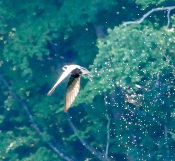 White-throated Needletail Nishioka Park Tue, 7/4/2023