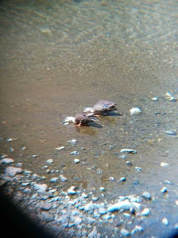 Sun, 5/20/2018 Birding report at 境川(境橋付近)