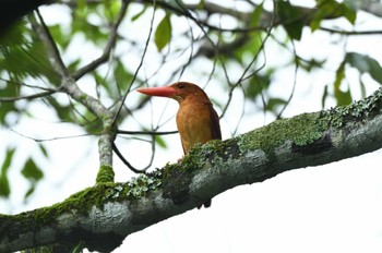 Ruddy Kingfisher Unknown Spots Thu, 6/29/2023