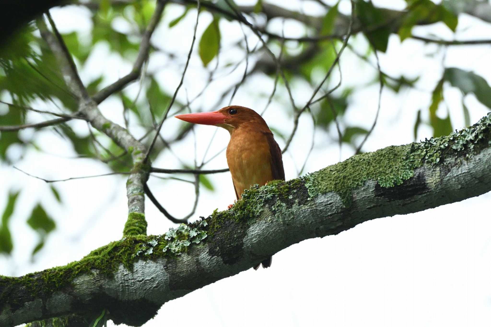 Photo of Ruddy Kingfisher at  by K・Y