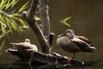 2023年7月4日(火) 江津湖の野鳥観察記録