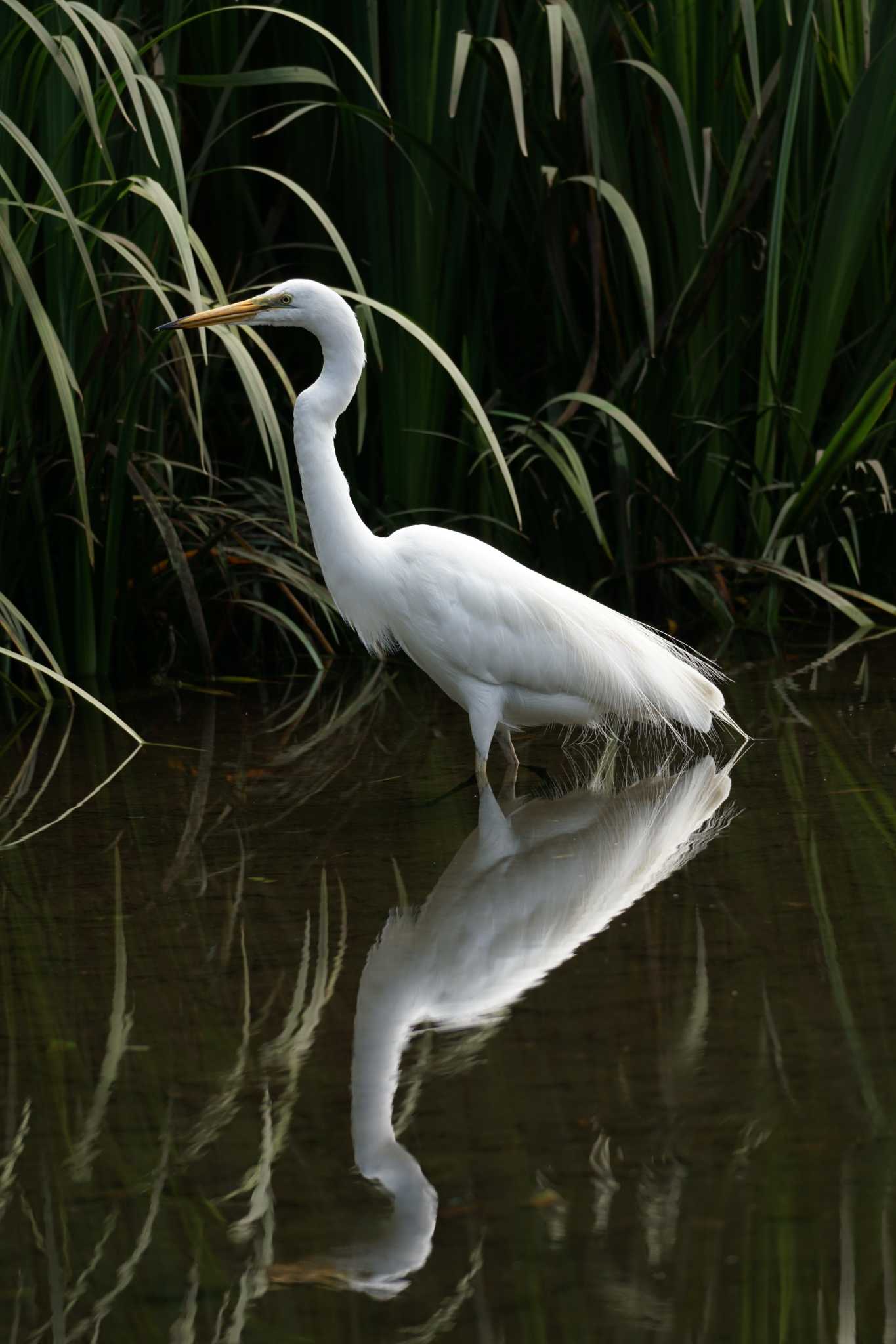 Medium Egret