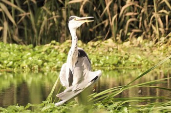 Grey Heron 江津湖 Tue, 7/4/2023