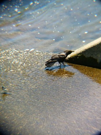 Carrion Crow 境川(境橋付近) Sun, 5/20/2018