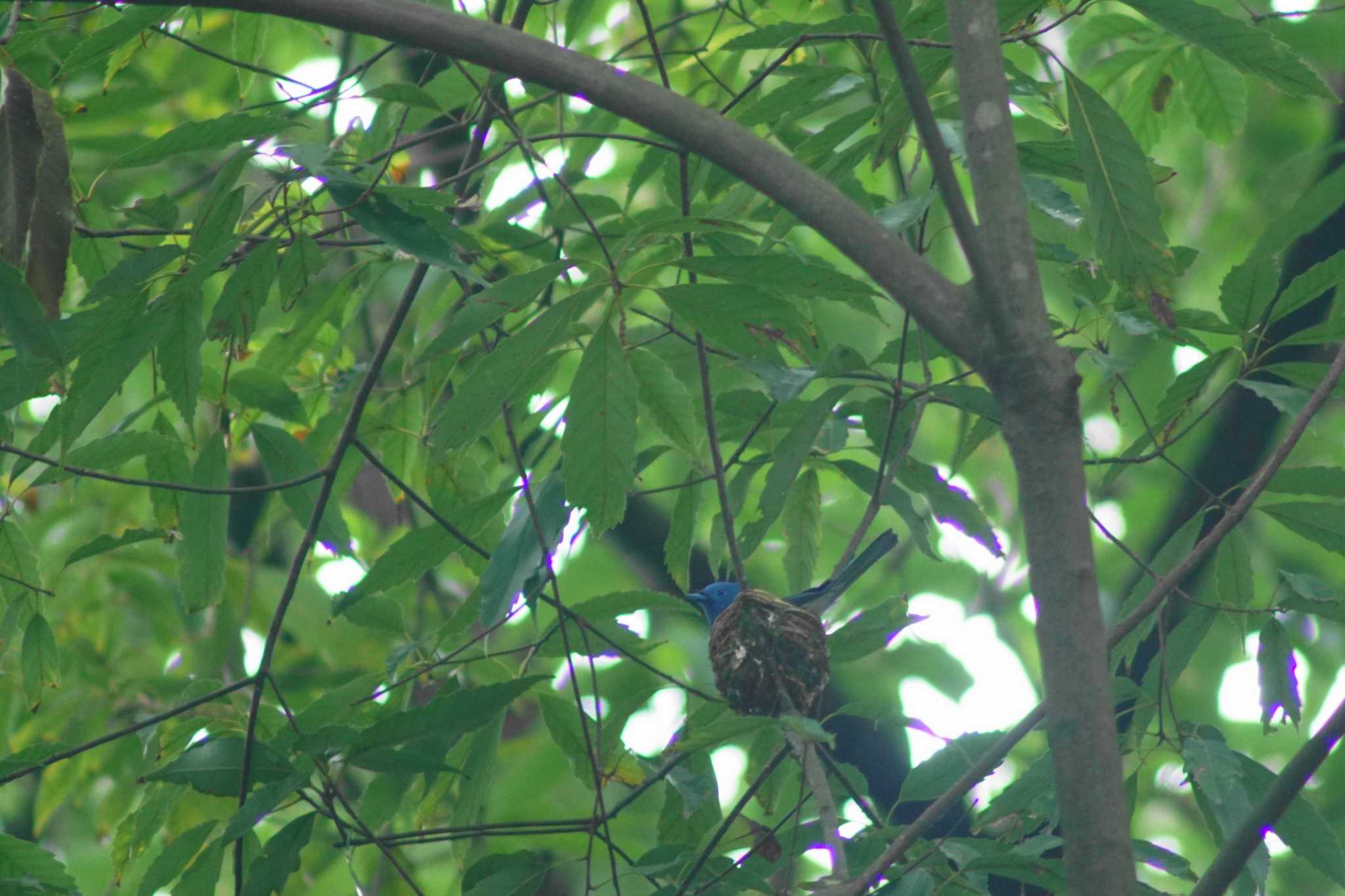 Photo of Black-naped Monarch at 台北植物園 by bea