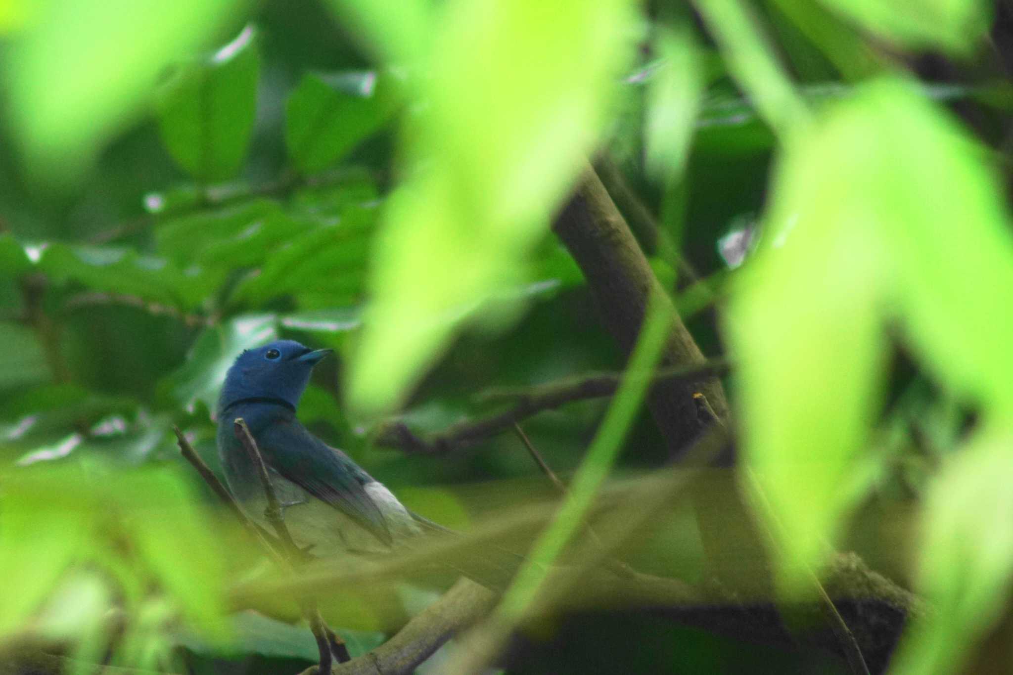 Photo of Black-naped Monarch at 台北植物園 by bea