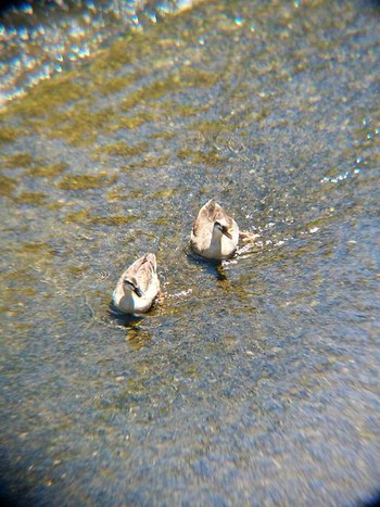 Eastern Spot-billed Duck 境川(境橋付近) Sun, 5/20/2018