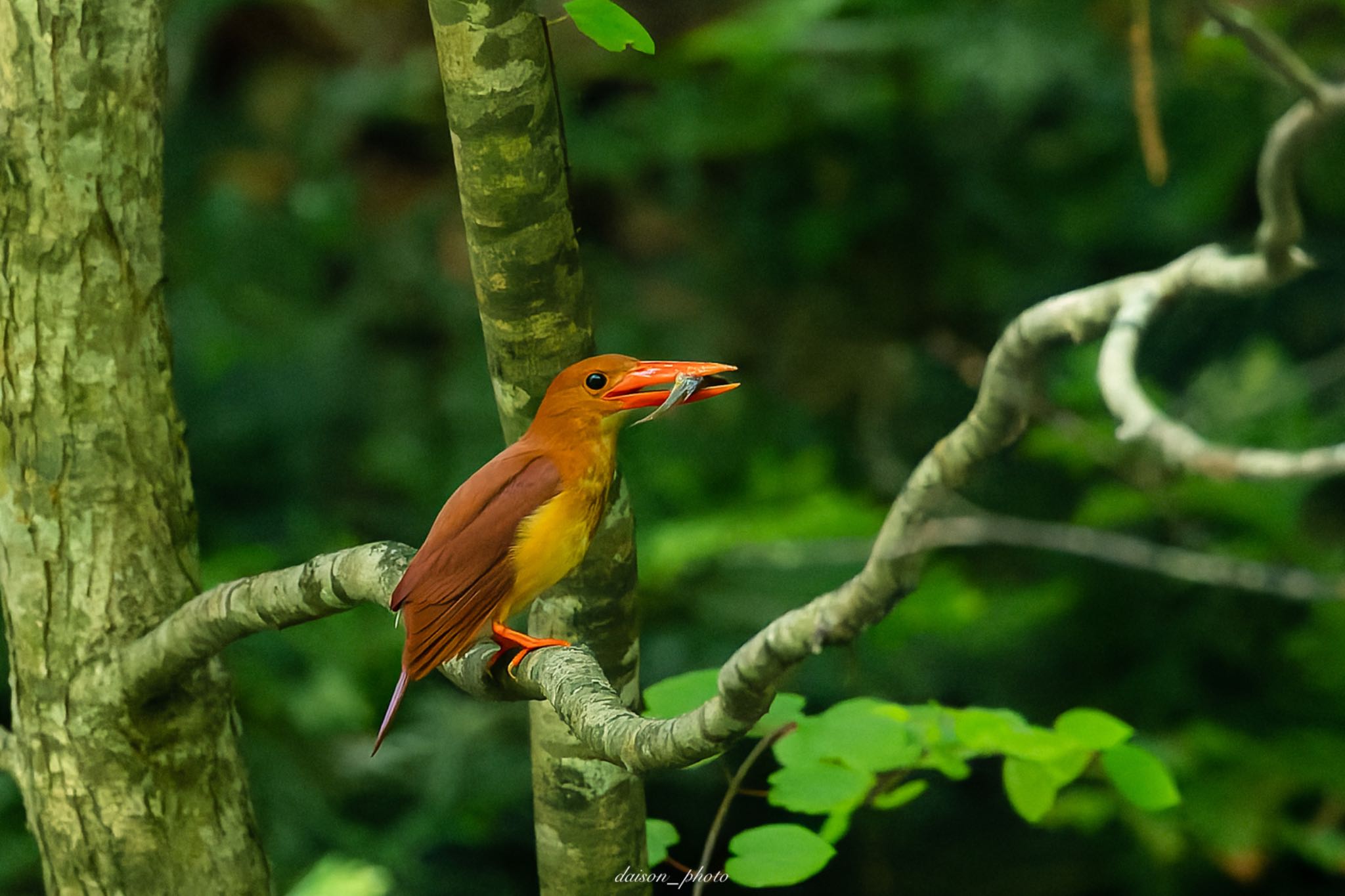 Ruddy Kingfisher