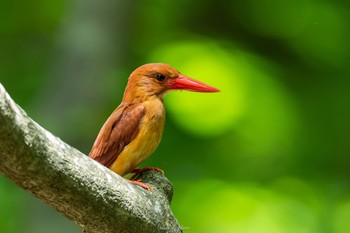 Ruddy Kingfisher 十二湖(青森県深浦町) Tue, 6/27/2023