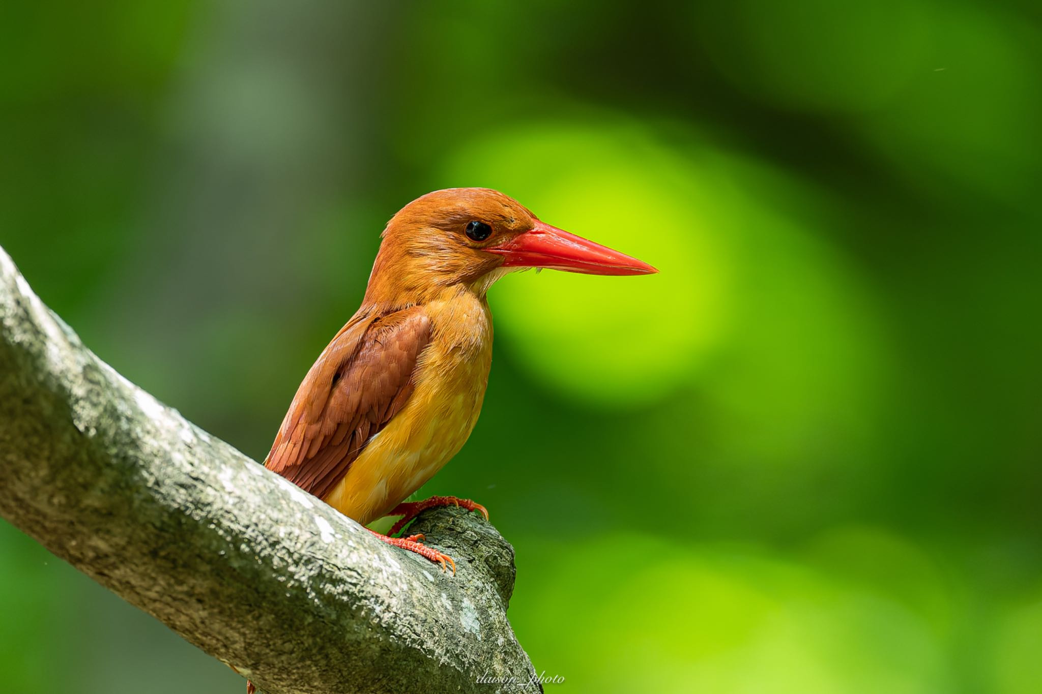 Ruddy Kingfisher