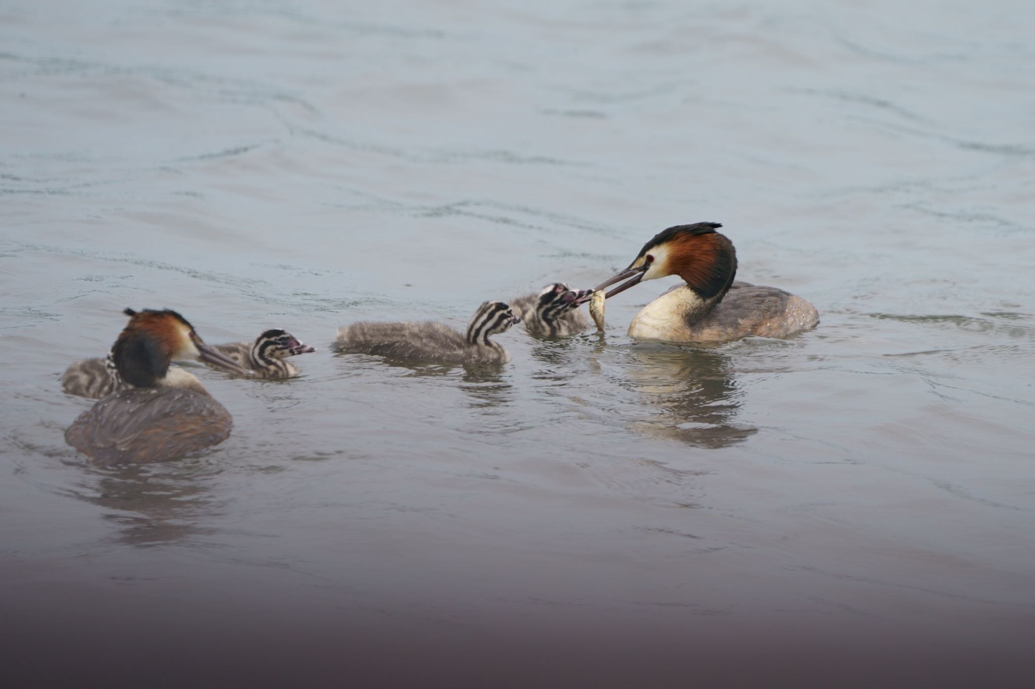 Photo of Great Crested Grebe at  by アカウント5227