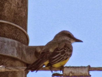 Tropical Kingbird コスタリカ Unknown Date