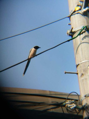 Azure-winged Magpie 恩田川(高瀬橋付近) Sun, 5/27/2018