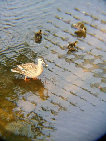 Eastern Spot-billed Duck 恩田川(高瀬橋付近) Sun, 5/27/2018