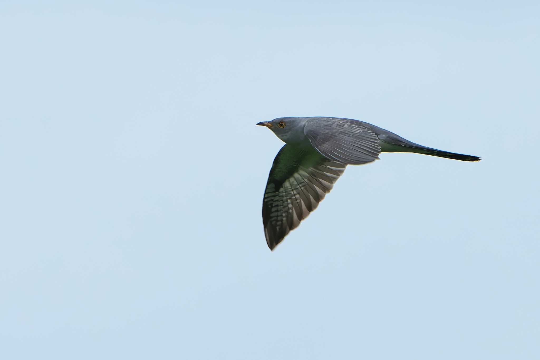 Common Cuckoo