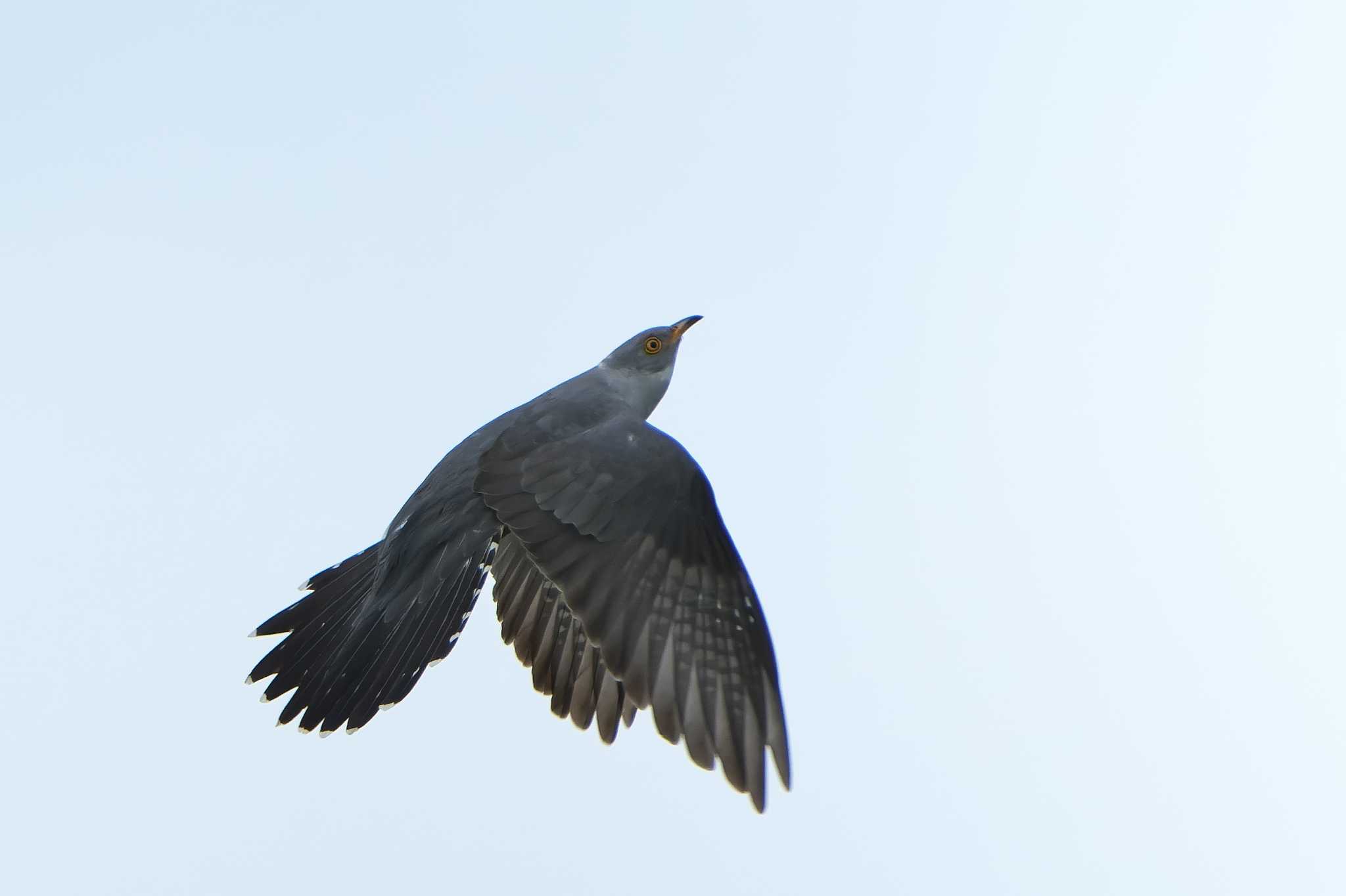 Common Cuckoo