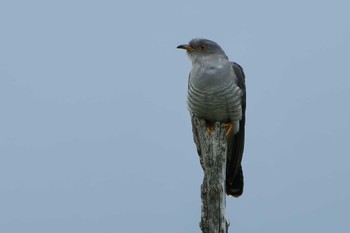 Thu, 6/15/2023 Birding report at Notsuke Peninsula