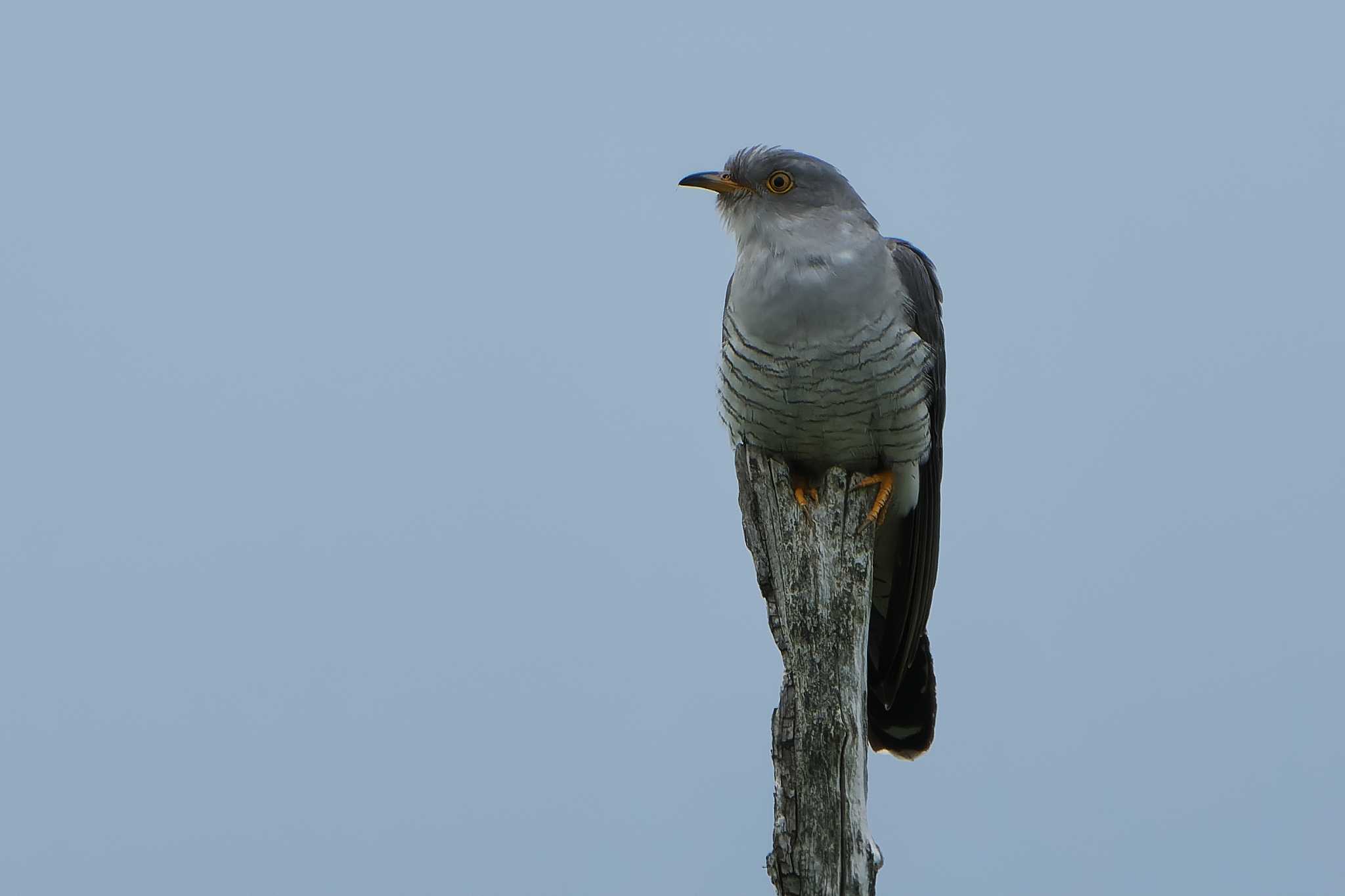 Common Cuckoo