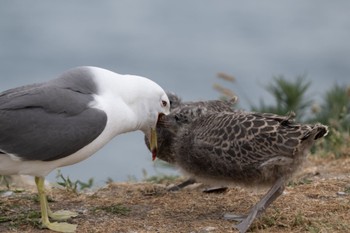 Black-tailed Gull Teuri Island Tue, 6/27/2023