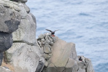 Spectacled Guillemot Teuri Island Wed, 6/28/2023