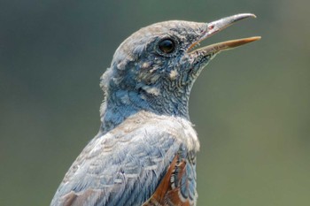 Blue Rock Thrush 京都府 Sun, 7/2/2023