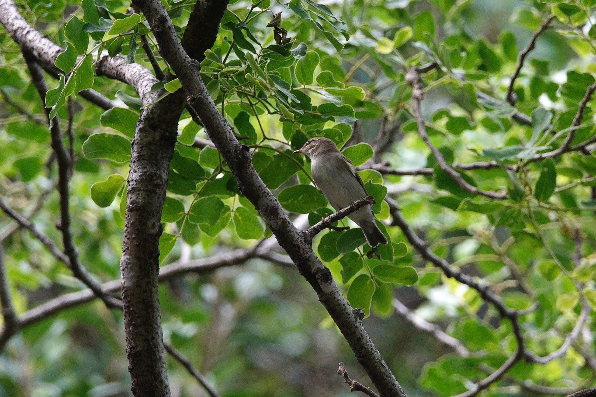 Arctic Warbler