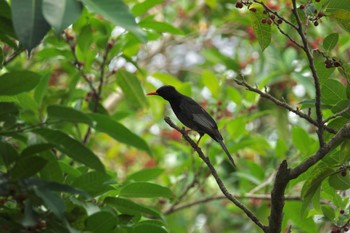 Black Bulbul 大安森林公園 Mon, 5/15/2023